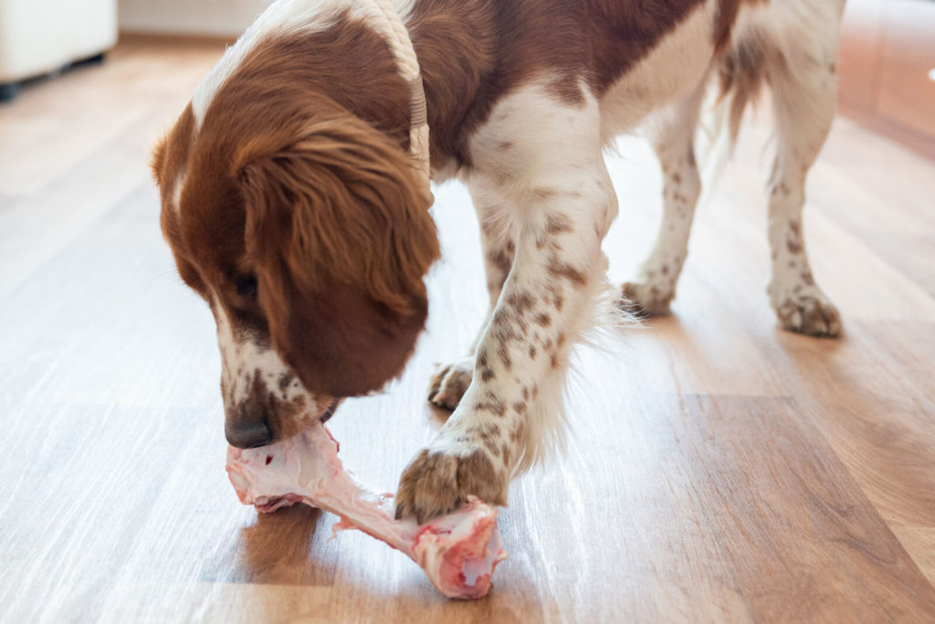 Barfen für Hunde