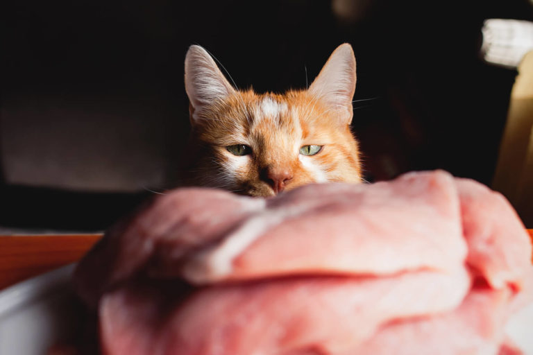 Barfen für Katzen