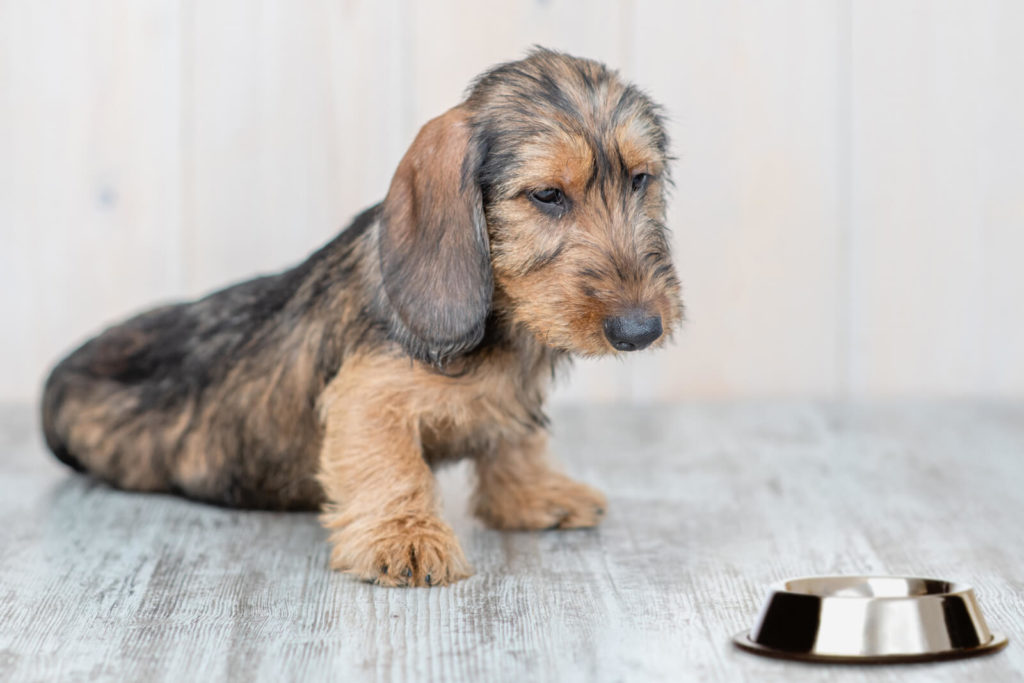 Der Napf Mythen und Wahrheiten (Hund)