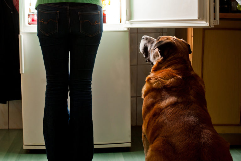 Ernährungsberatung Hunde Gewichtsreduktion