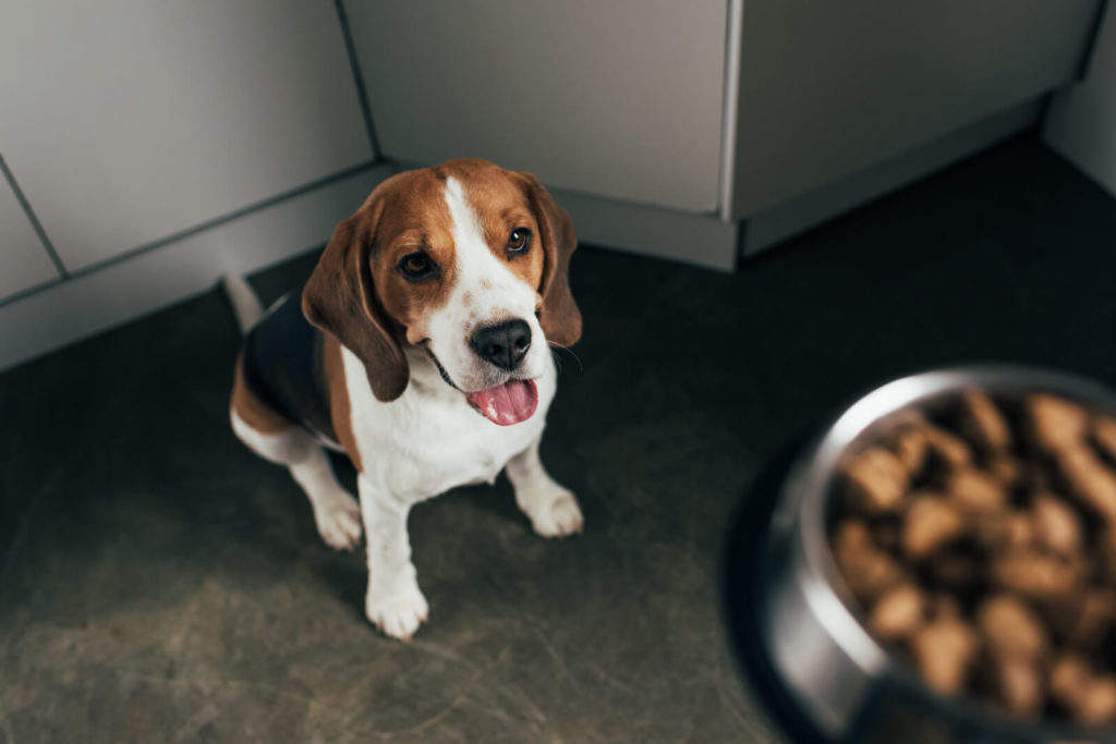 Individuelle Ernährungsberatung Hund